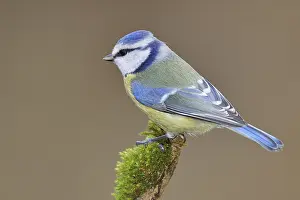 Blue tit (Parus caeruleus), sitting on a branch covered with moss