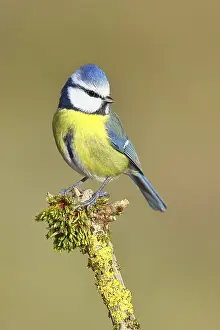 Blue tit (Parus caeruleus), sitting on a branch covered with moss