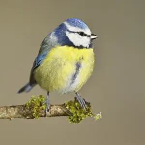 Blue tit (Parus caeruleus), sitting on a branch covered with moss