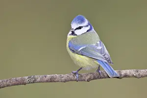 Blue tit (Parus caeruleus), sitting on a branch covered with moss