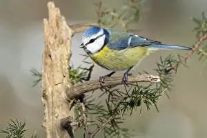 Blue tit (Parus caeruleus), sitting on a branch of a juniper bush (Juniperus)