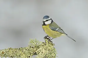 Blue tit (Parus caeruleus), sitting on a branch overgrown with reindeer lichen (Cladonia rangiferina)