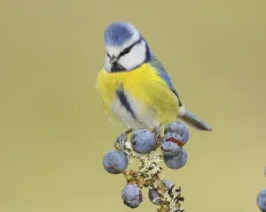 Blue tit (Parus caeruleus) sitting on lichen-covered sloes (Prunus spinosa) branch