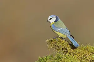 Blue tit (Parus caeruleus), sitting on moss-covered dead wood