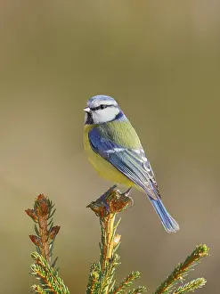 Blue tit (Parus caeruleus) sitting on a spruce top