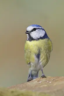 Blue tit (Parus caeruleus), sitting on a stone on the forest floor