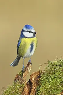 Blue tit (Parus caeruleus), sitting on a tree root covered with moss