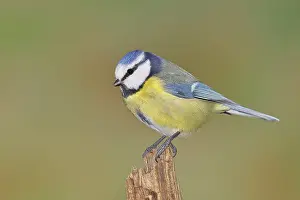 Blue tit (Parus caeruleus), sitting on a tree stump