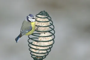 Blue tit (Parus caeruleus) at titmouse dumpling of winter feeding in garden