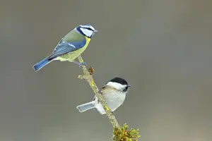 Blue Tit (Parus caeruleus), Willow Tit (Parus montanus)