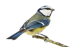 Blue Tit perched on a branch, Cyanistes caeruleus
