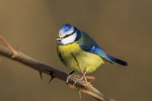 Blue tit sitting upright on a bare thorn branch with focus on the plumage
