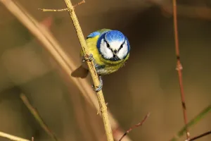 Blue tit sitting upright on a thin branch and looking forwards