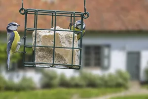 Two blue tits (Parus caeruleus) eating fat