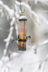 Two Blue tits who eat nuts in a bird feeder