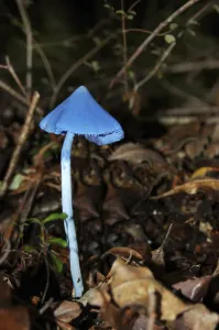 Blue toadstool, Entoloma hochstetteri