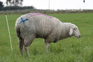 Blue tongue disease, severe ill sheep