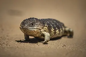 Blue-tongued skink or shingle-backed skink