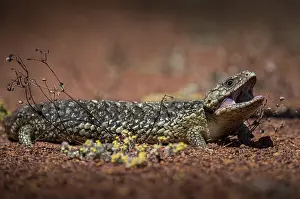 Blue-tongued skink or shingle-backed skink