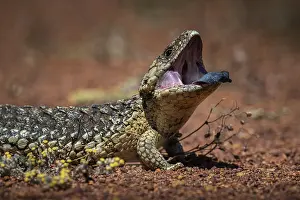 Blue-tongued skink or shingle-backed skink