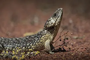 Blue-tongued skink or shingle-backed skink