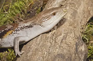 Blue tongued skink, Tiliqua gigas