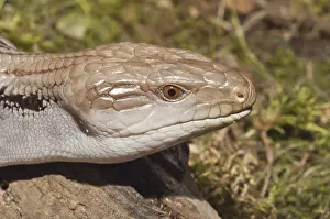 Blue tongued skink, Tiliqua gigas