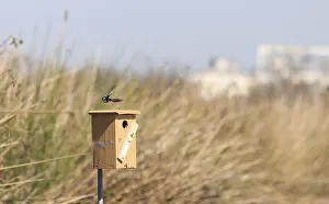 Blue Tree swallow bird, Tachycineta bicolor