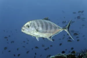Blue trevally (Carangoides ferdau)