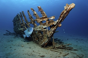 Blue, Trigger fish or Yellow-Spotted Triggerfish (Pseudobalistes fuscus) in front of a wooden ship wreck