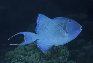 Blue triggerfish (Pseudobalistes fuscus) at night