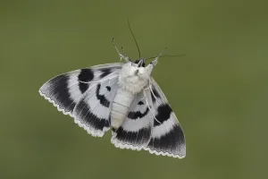 Blue underwing (Catocala owlet moth (Noctuidae)