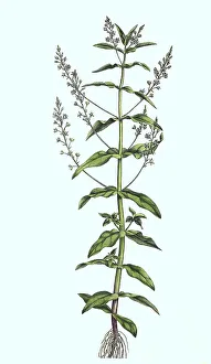 Blue Water Speedwell, Veronica anagallis-aquatica