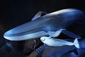Blue whale (Balaenoptera musculus) and beluga whale