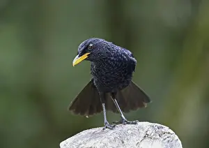 Blue whistling thrush (Myiophonus caeruleus dichrorhynchus)