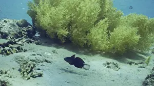 Blue White-barred Goby (Amblygobius phalaena) (Amblygobius Semicinctus)