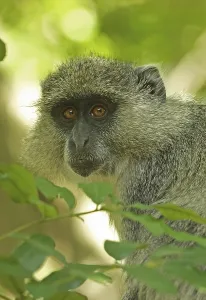 Blue white-lipped monkey (Cercopithecus mitis labiatus) adult