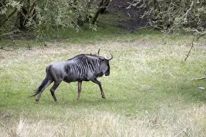 Blue Wildebeest or brindled Gnu (C. taurinus)