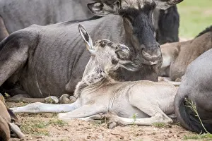 Blue wildebeest calf laying down in the Kalagadi Transfrontier Park