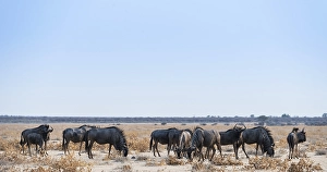 Blue Wildebeest (Connochaetes taurinus)