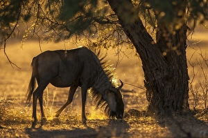 Blue wildebeest (Connochaetes taurinus)