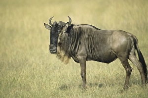 Blue Wildebeest (Connochaetes taurinus)