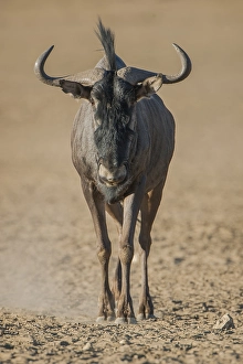 Blue wildebeest (Connochaetes taurinus)