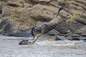 Blue wildebeest (Connochaetes taurinus)