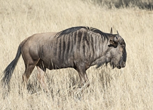 Blue Wildebeest (Connochaetes taurinus)