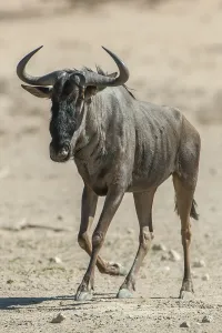 Blue wildebeest (Connochaetes taurinus)