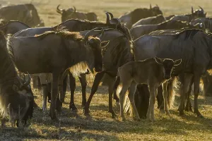 Blue Wildebeest (Connochaetes taurinus)