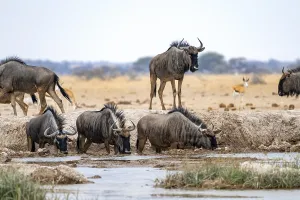 Blue wildebeest (Connochaetes taurinus)