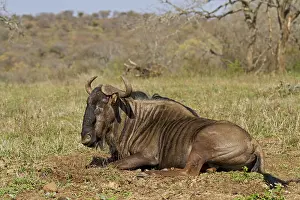 Blue Wildebeest, Connochaetes taurinus