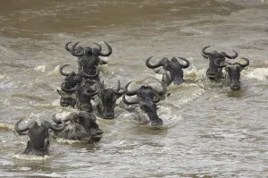Blue Wildebeest (Connochaetes taurinus)